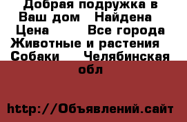 Добрая подружка,в Ваш дом!!!Найдена › Цена ­ 10 - Все города Животные и растения » Собаки   . Челябинская обл.